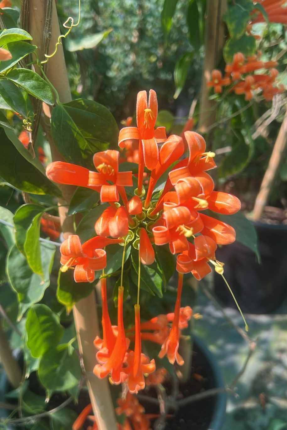 Flame Trumpet