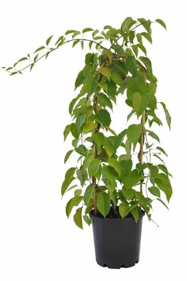 Pyrostegia Venusta