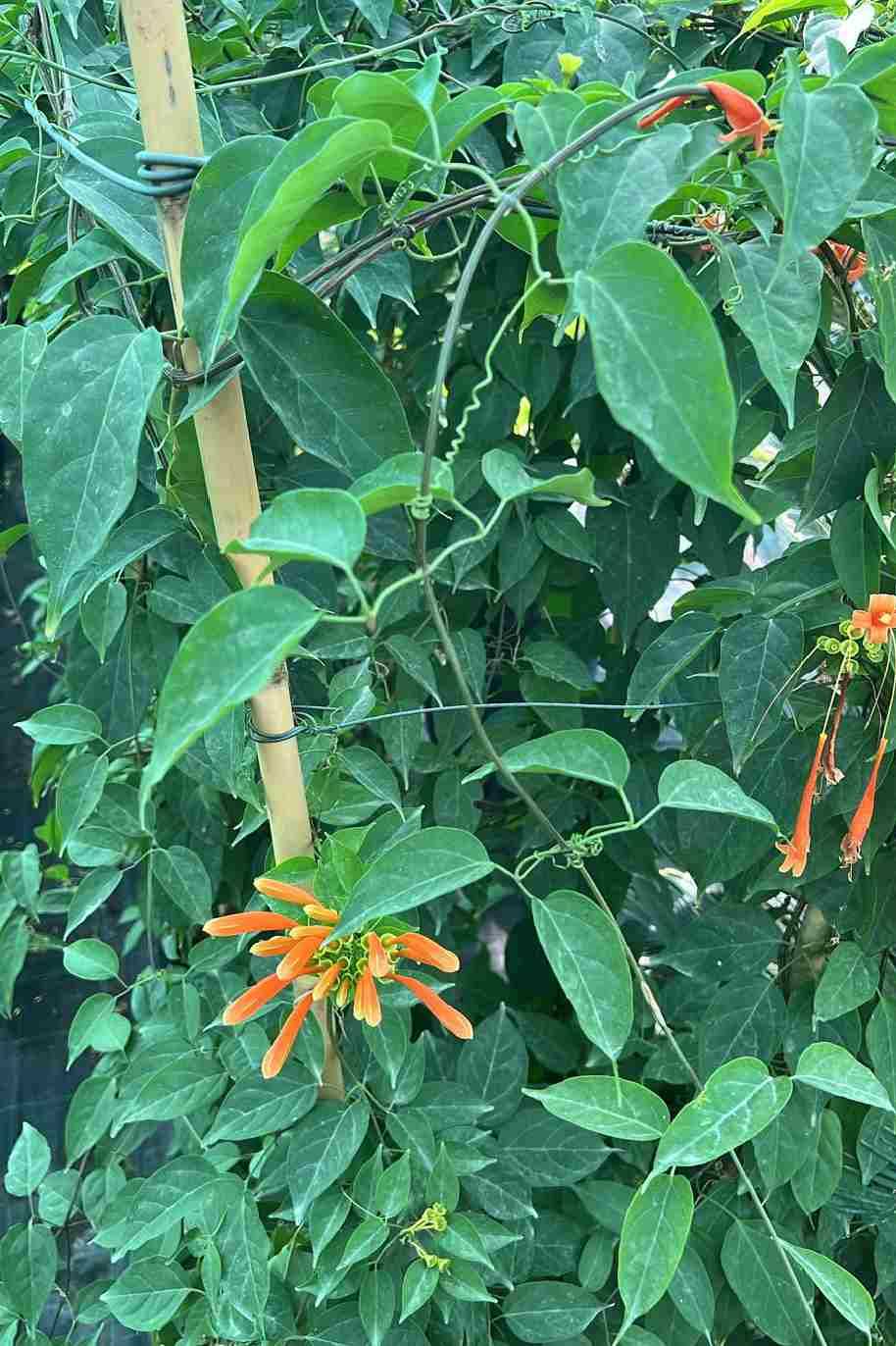 Flame Trumpet Tall