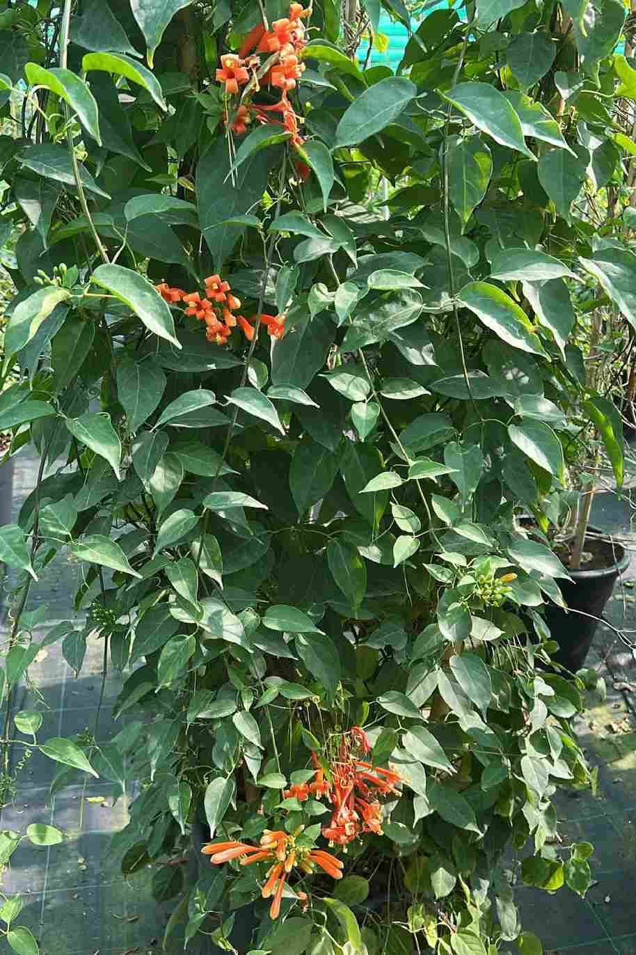 Flame Trumpet Tall