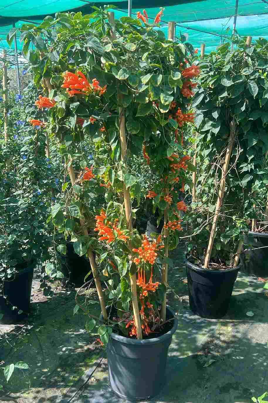 Flame Trumpet Tall