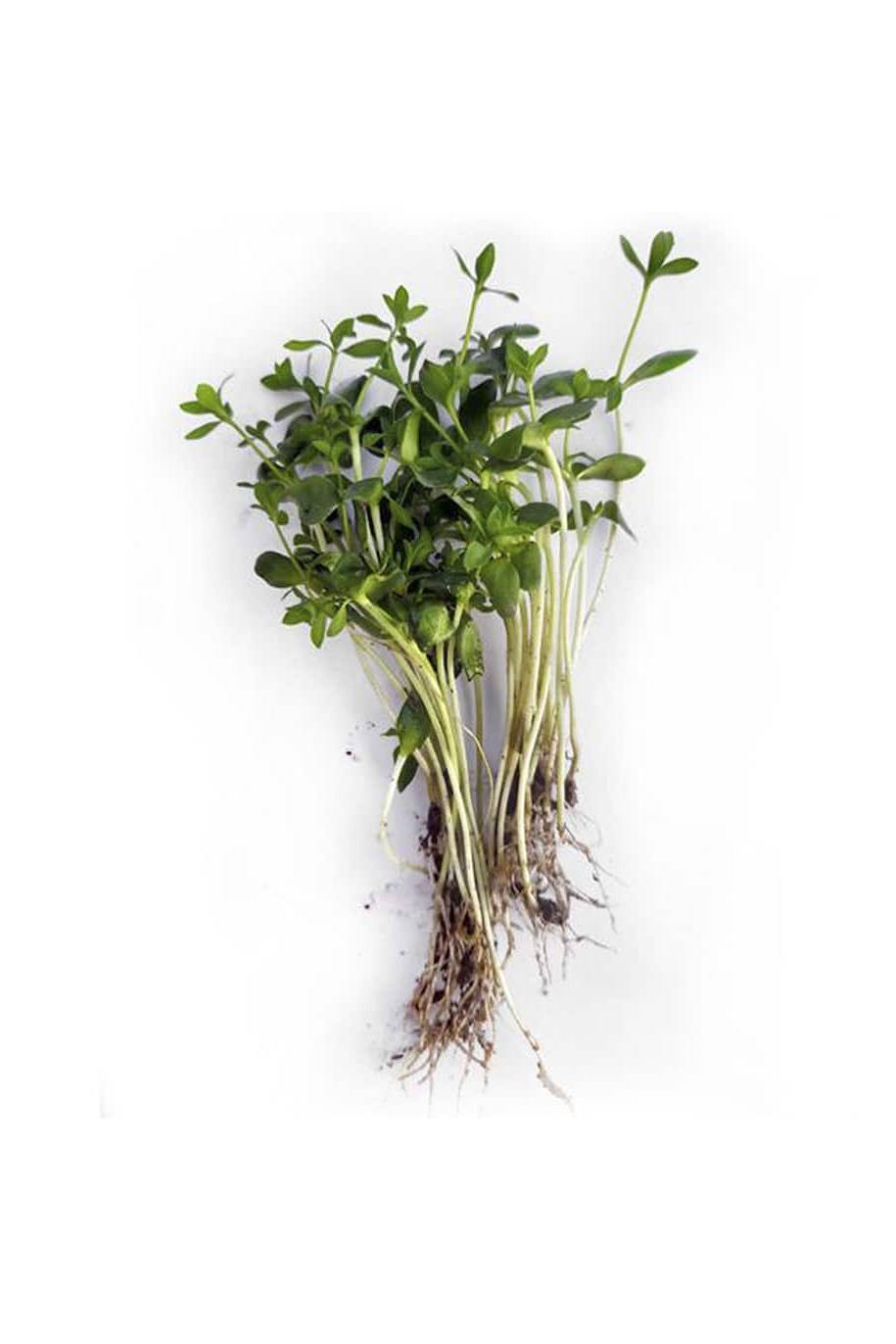 Organic Flax Microgreen Seeds