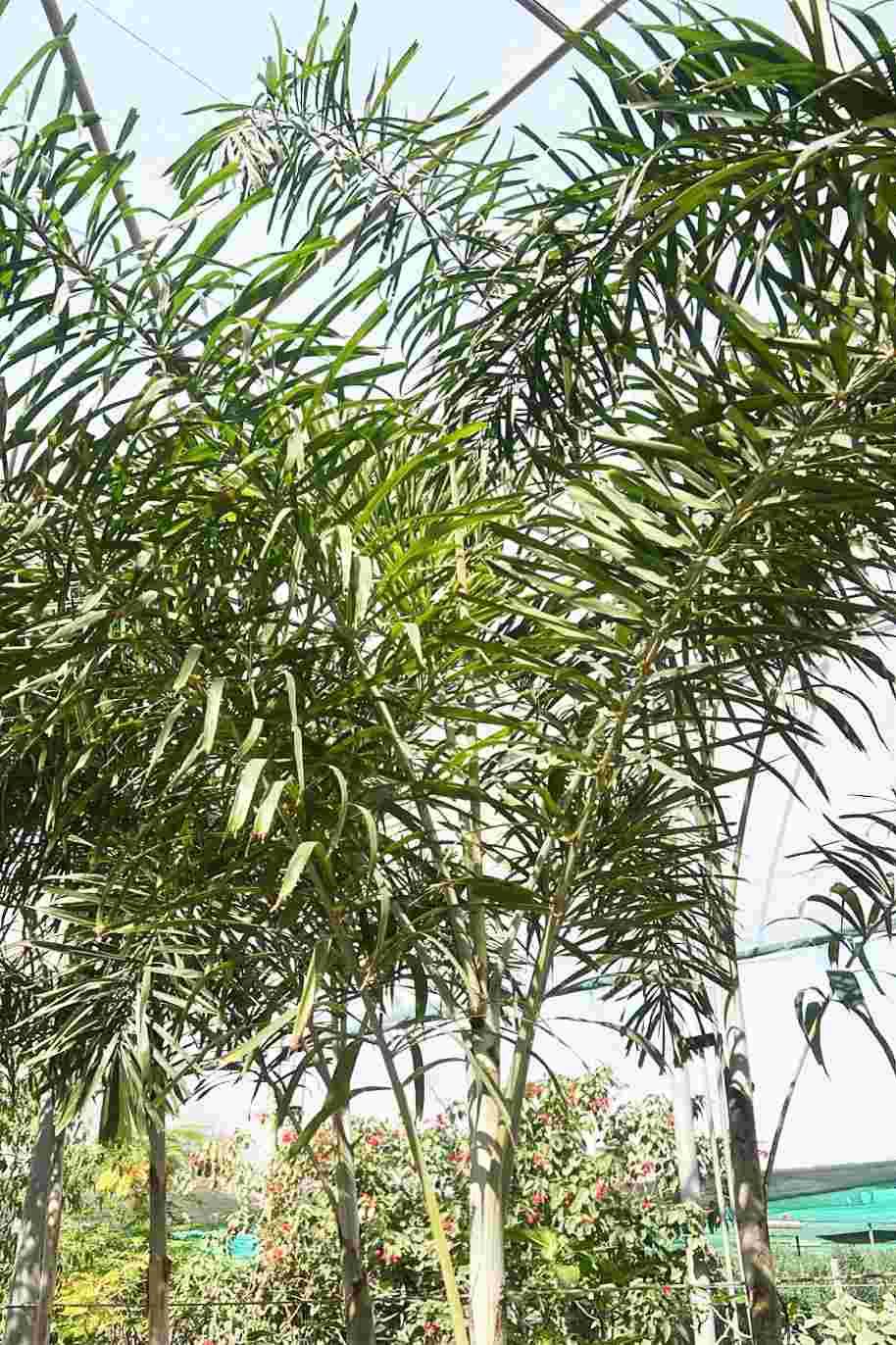 Wodyetia Bifurcata