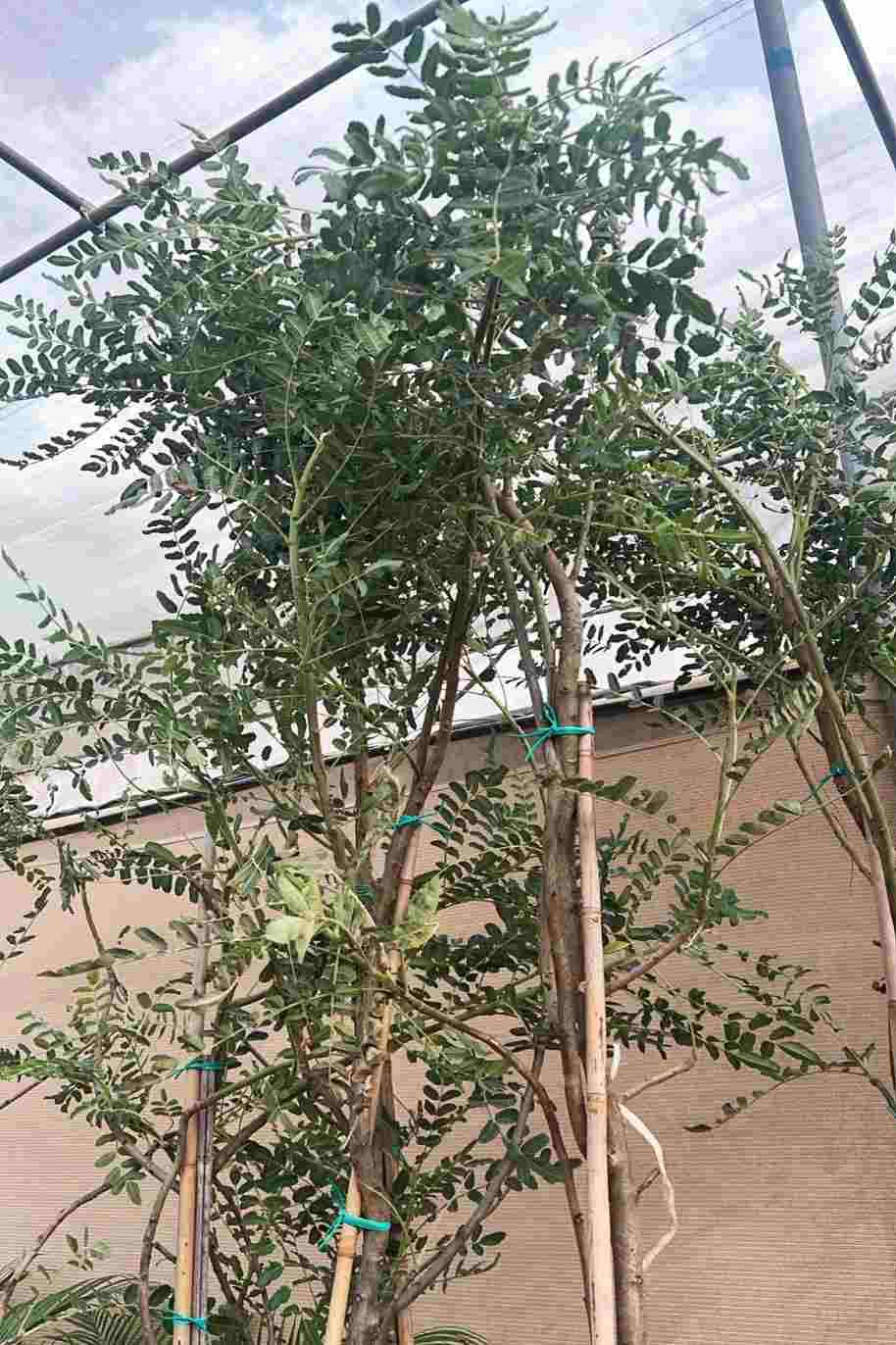 Frankincense Tree