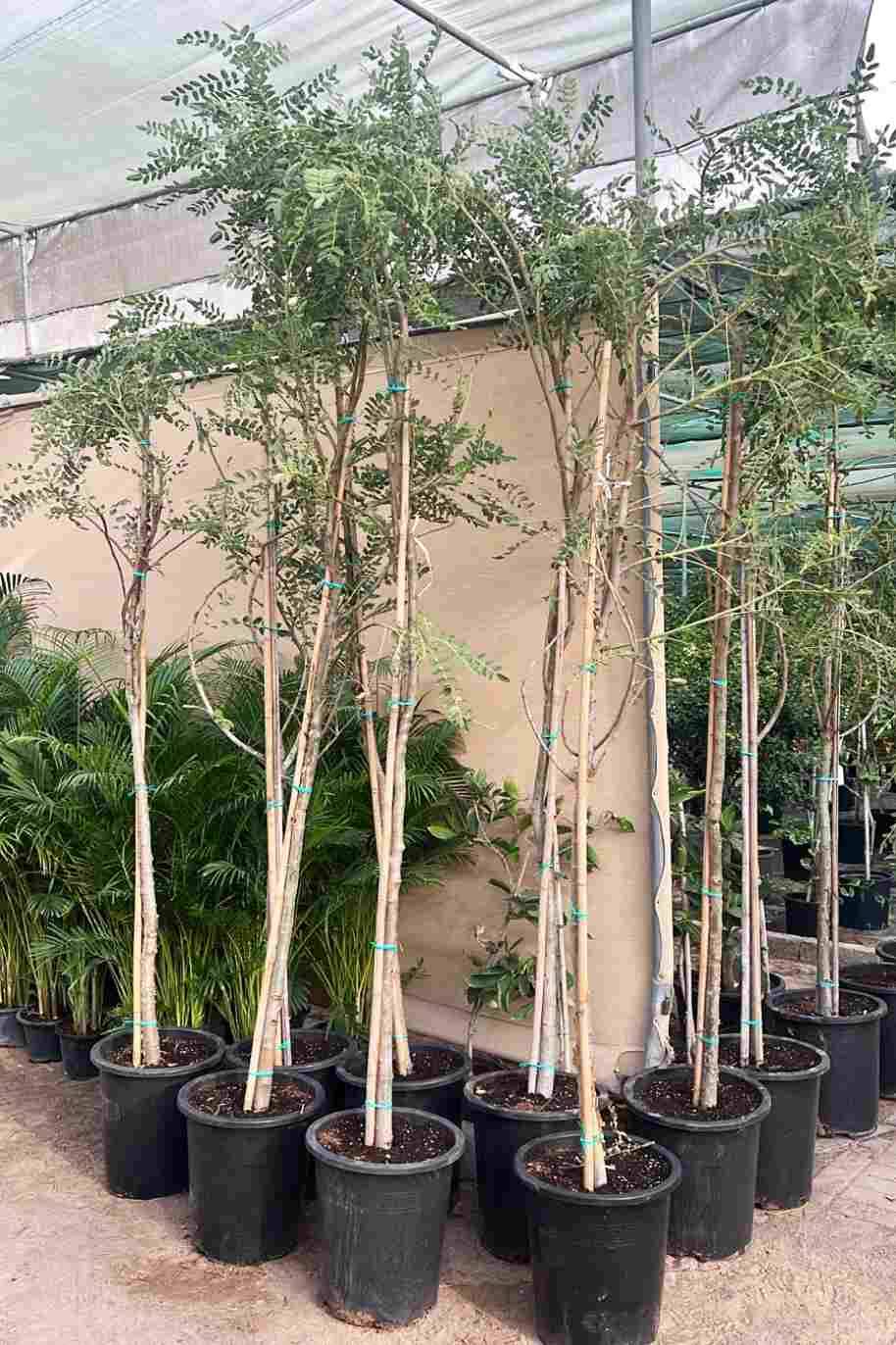 Frankincense Tree