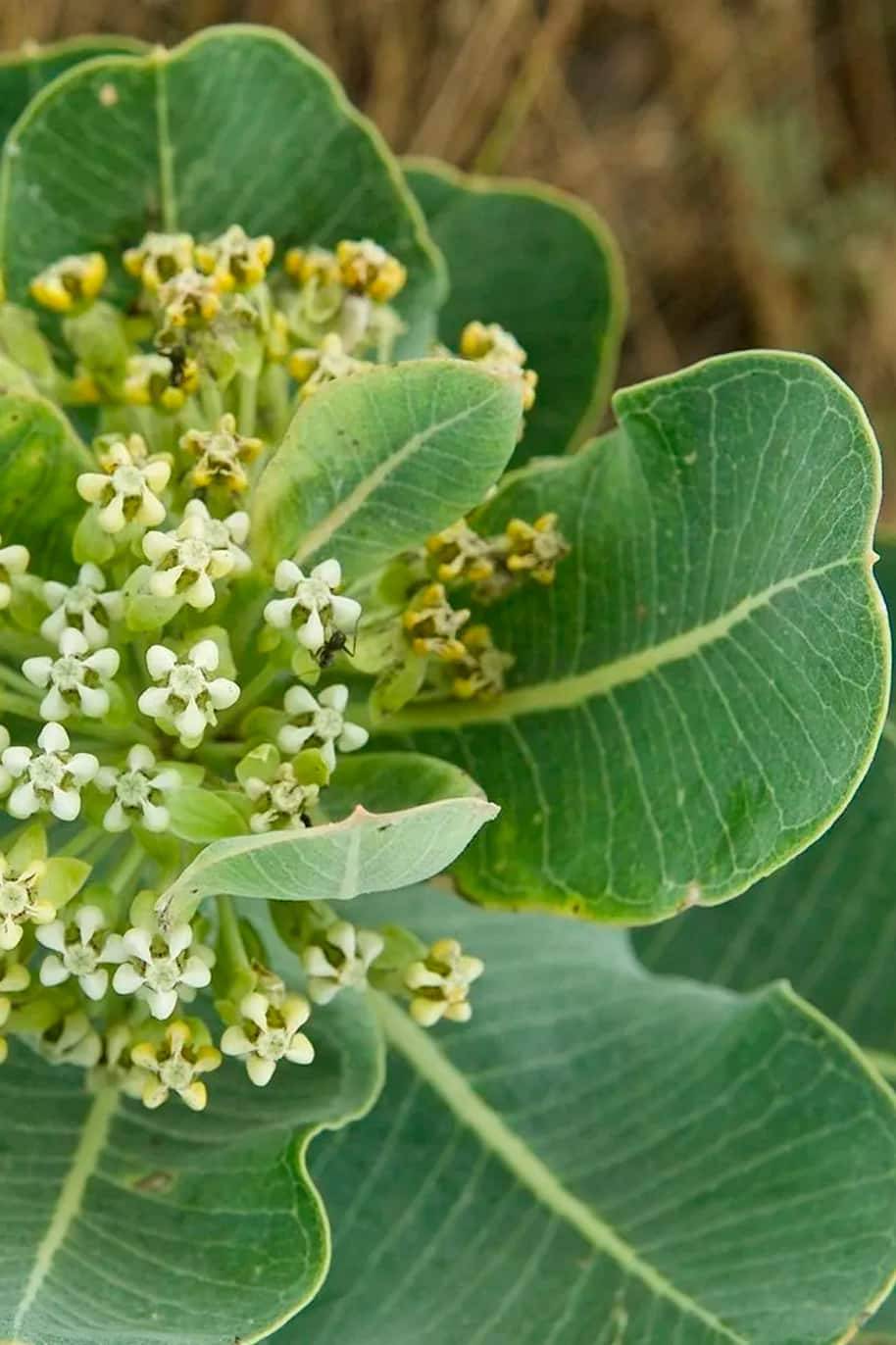 Fresh Milkweed Leaves