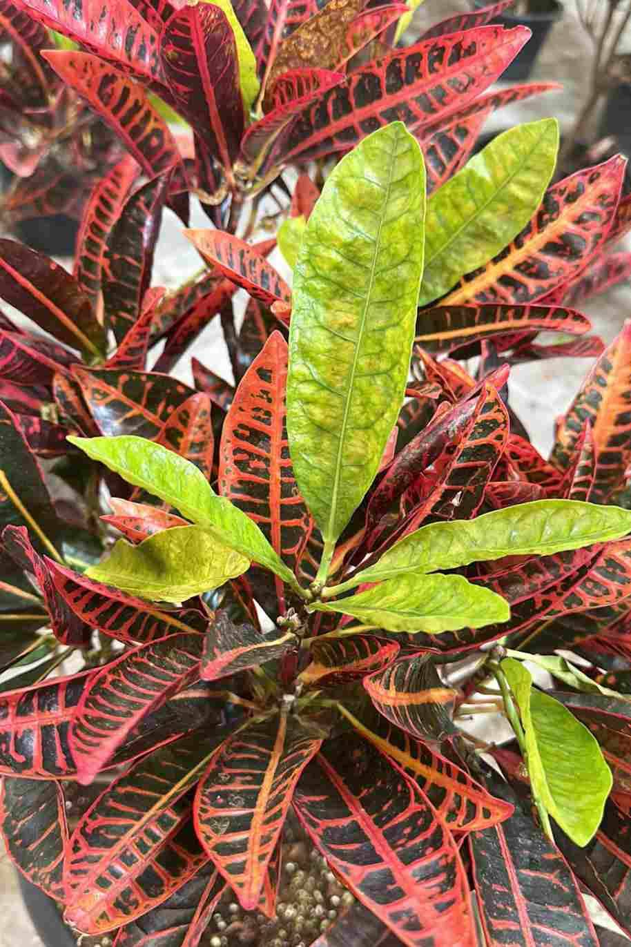 Garden Croton
