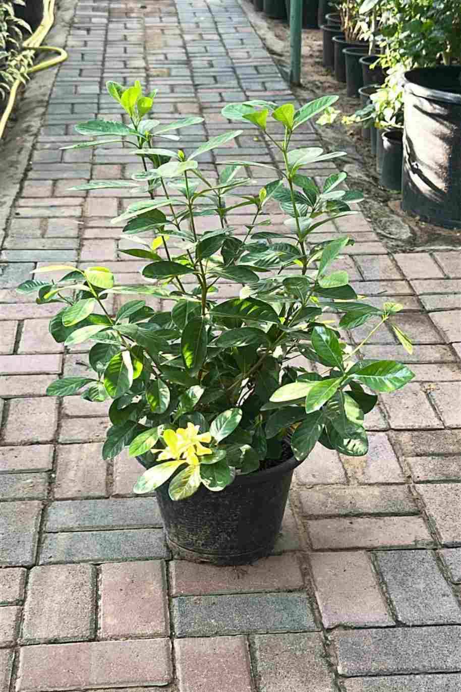 Gardenia Thailand