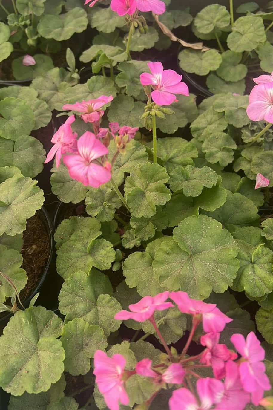 Pelargonium