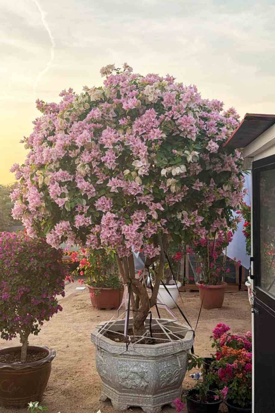 Giant Bougainvillea Tall