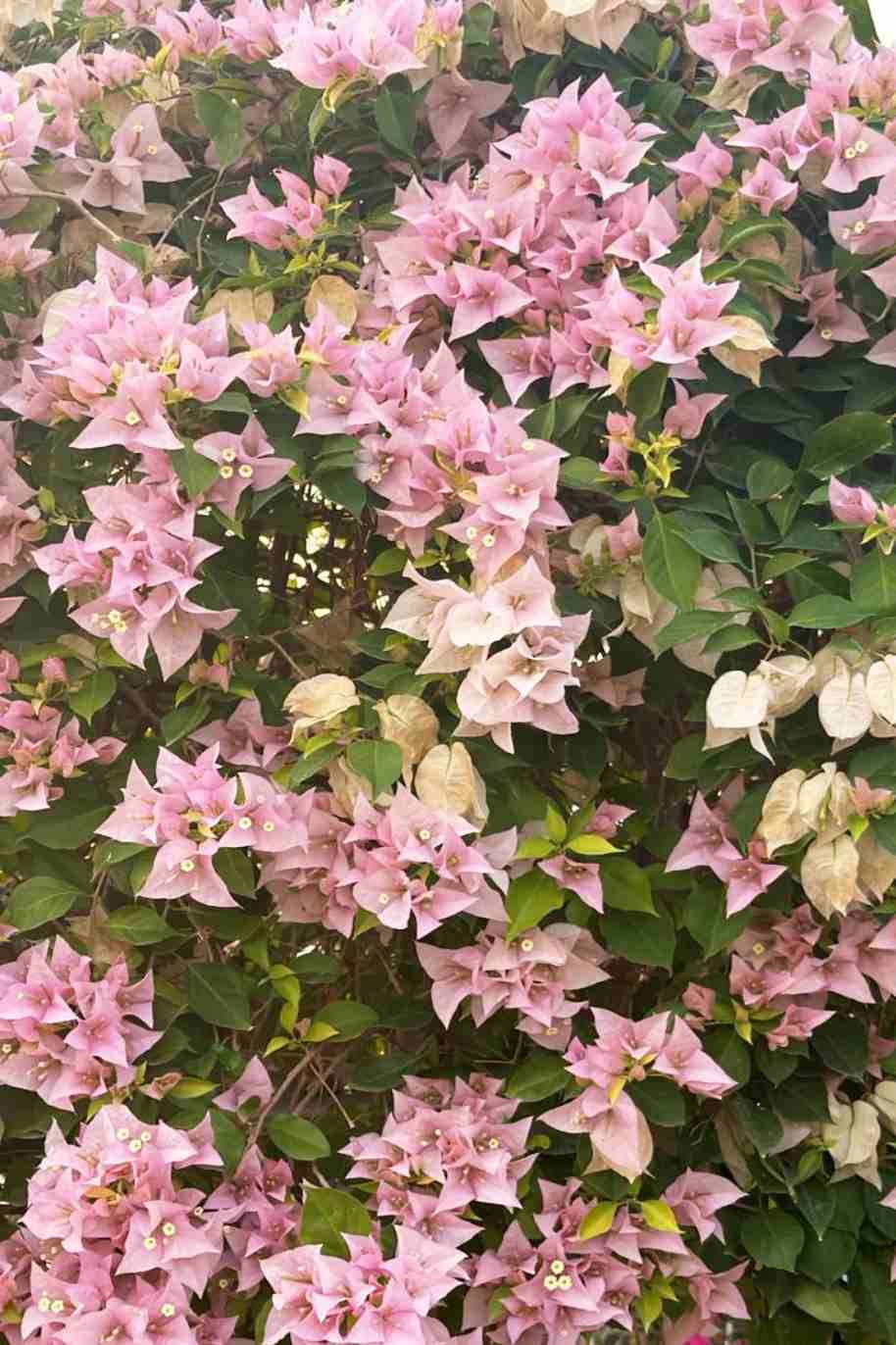 Giant Bougainvillea Tall - Bougainvillea Spectabilis - image 5