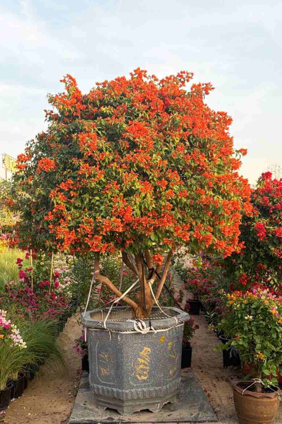 Bougainvillea Spectabilis 