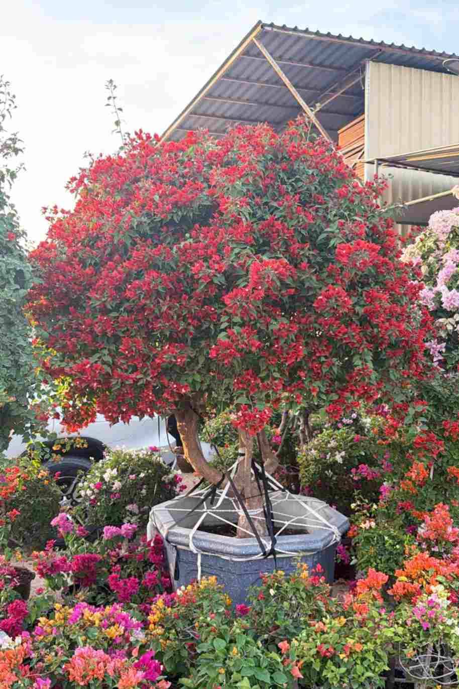 Giant Bougainvillea Tall - Bougainvillea Spectabilis - image 3