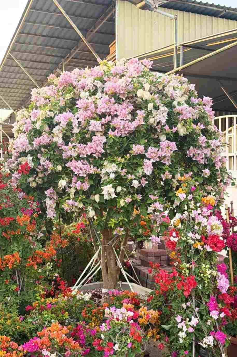 Giant Bougainvillea Tall - Bougainvillea Spectabilis - image 4