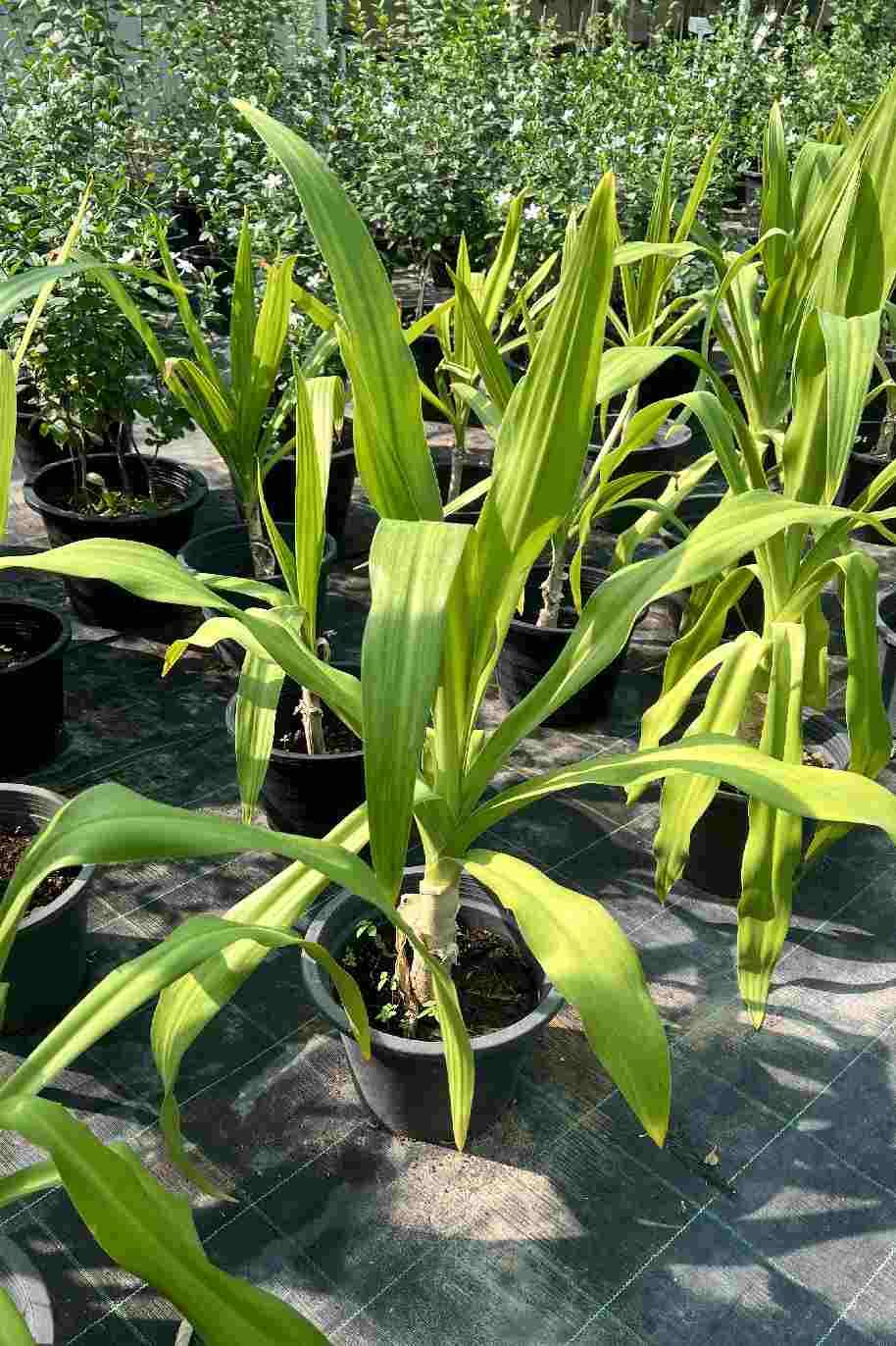 Giant Crinum Lily or Seashore lily - Crinum Asiaticum - image 4