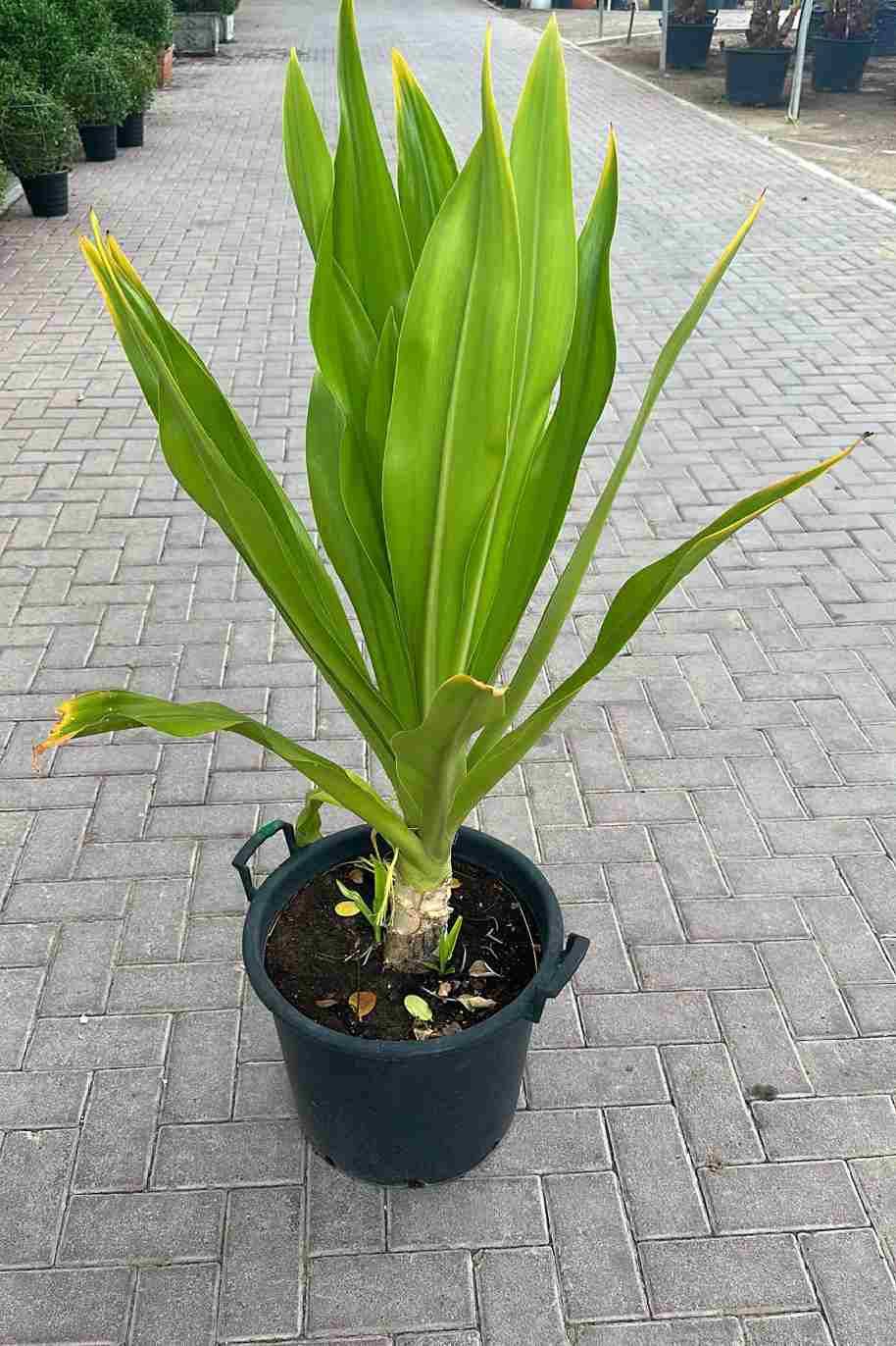 Giant Crinum Lily or Seashore lily - Crinum Asiaticum - image 5