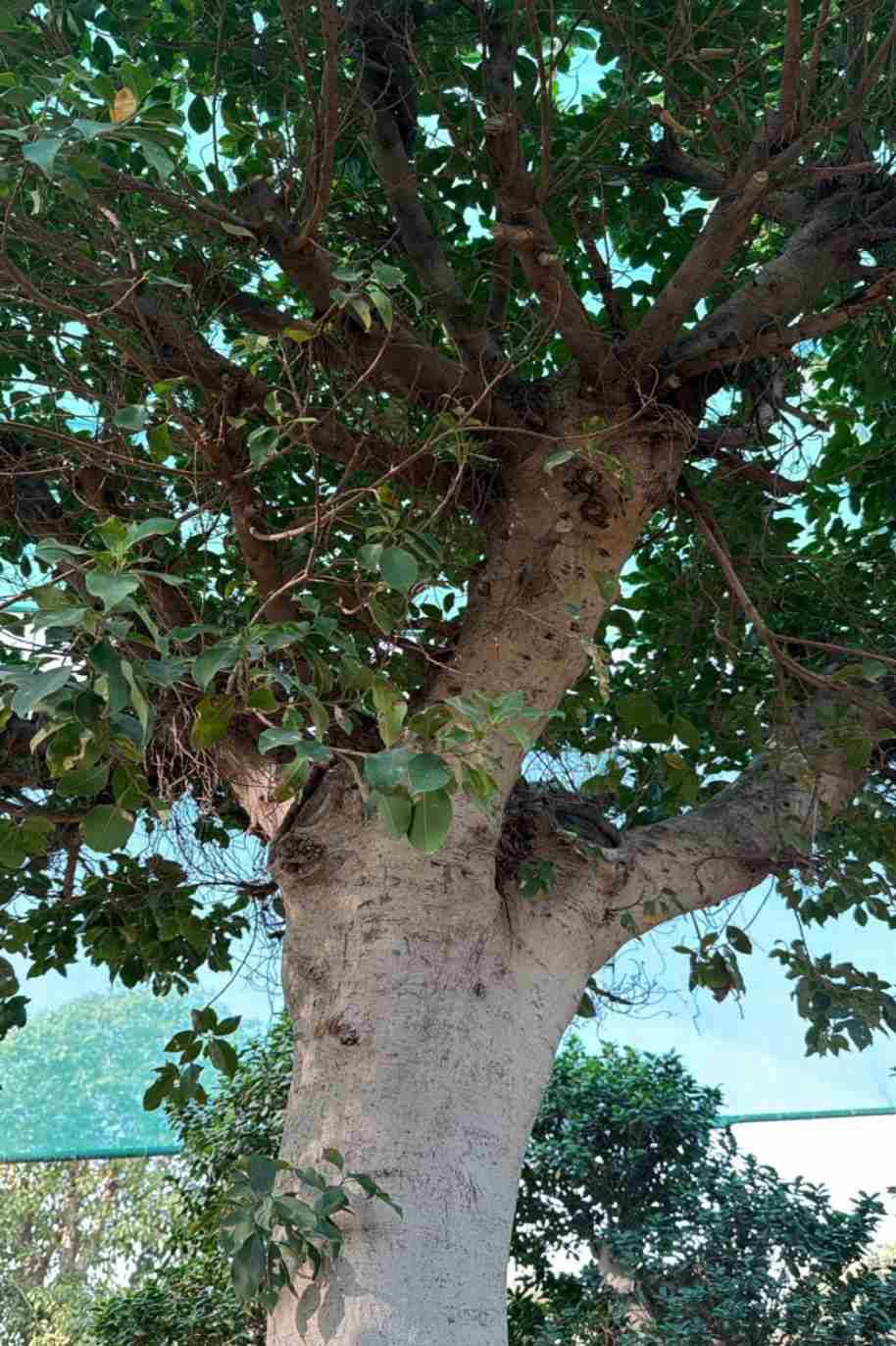 Ficus Microcarpa Nitida
