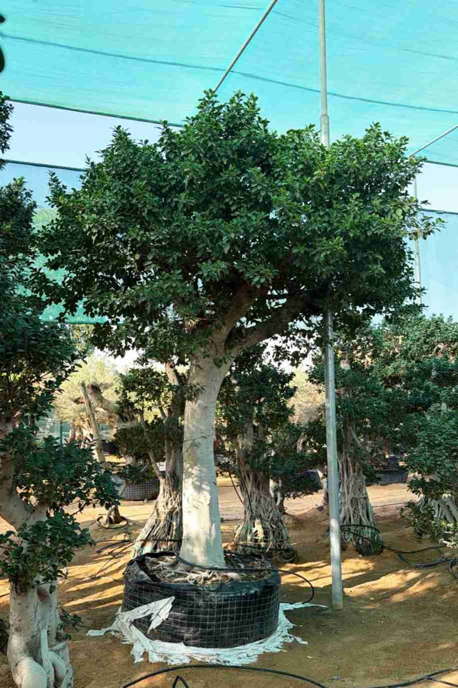Giant Ficus Nitida Tree