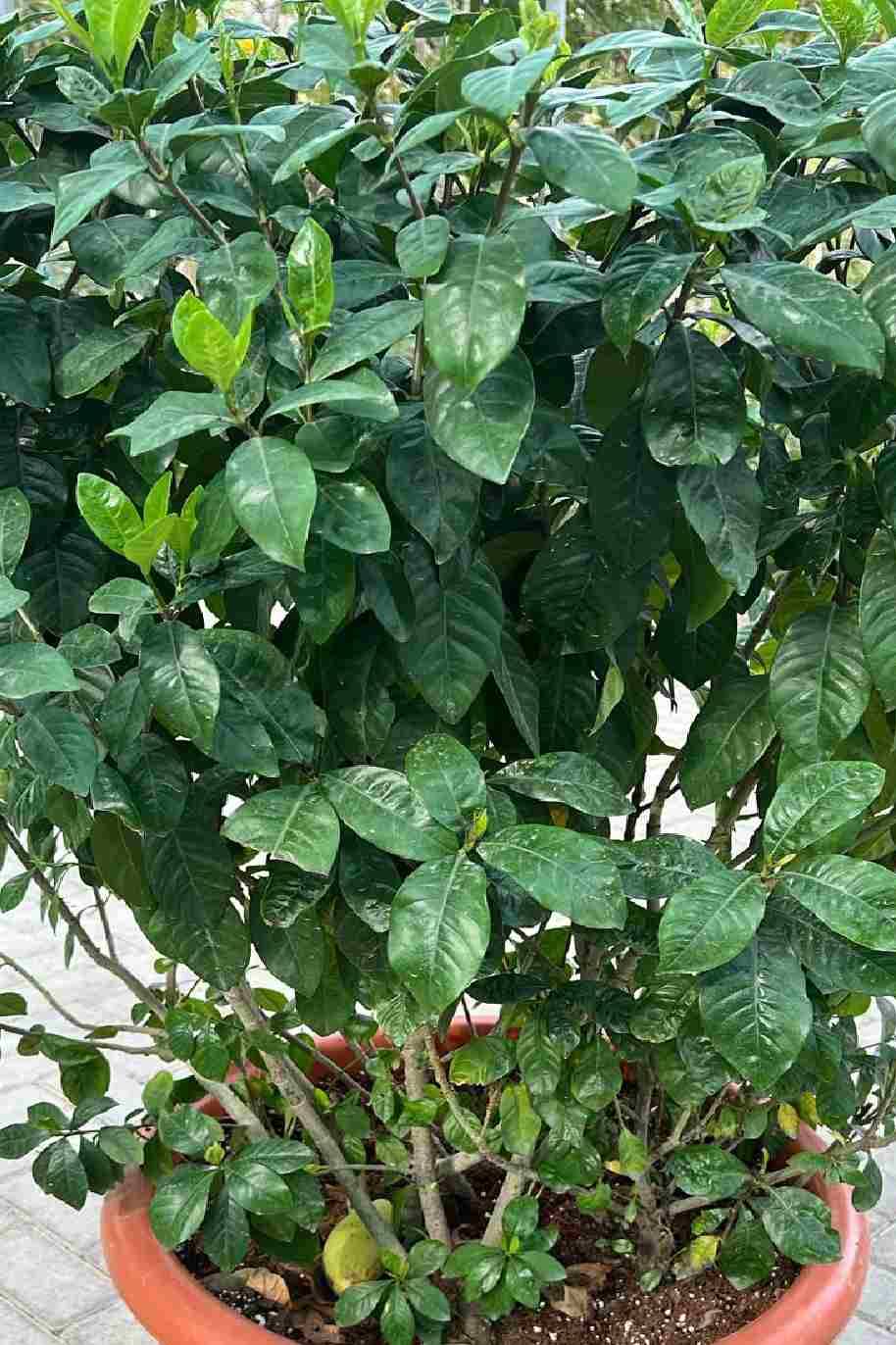 Giant Gardenia Outdoor