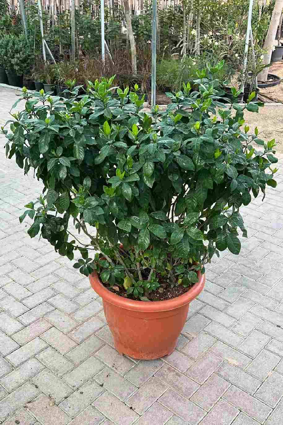 Gardenia Jasminoides