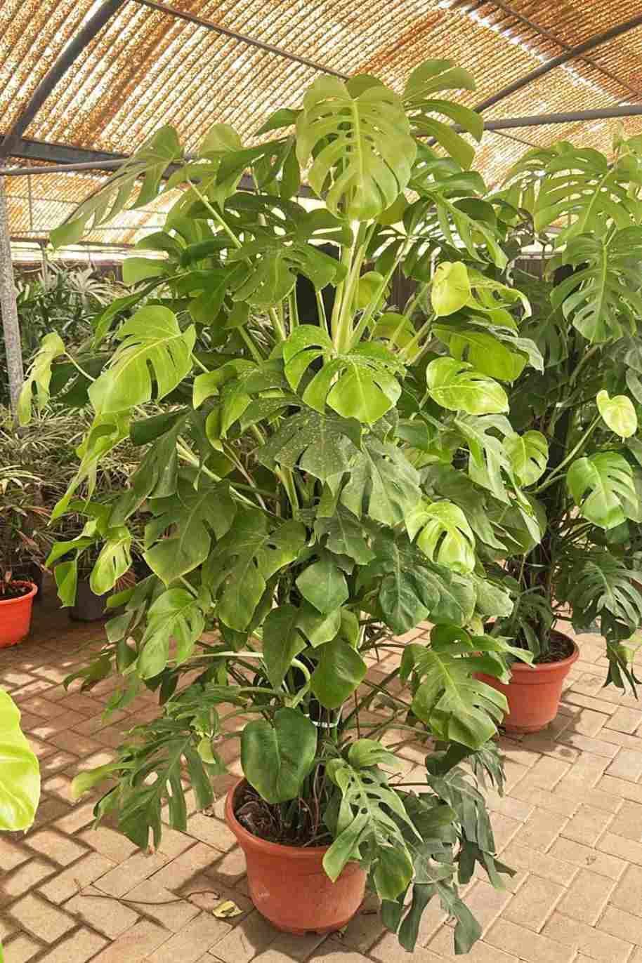 Giant Monstera Deliciosa Tall
