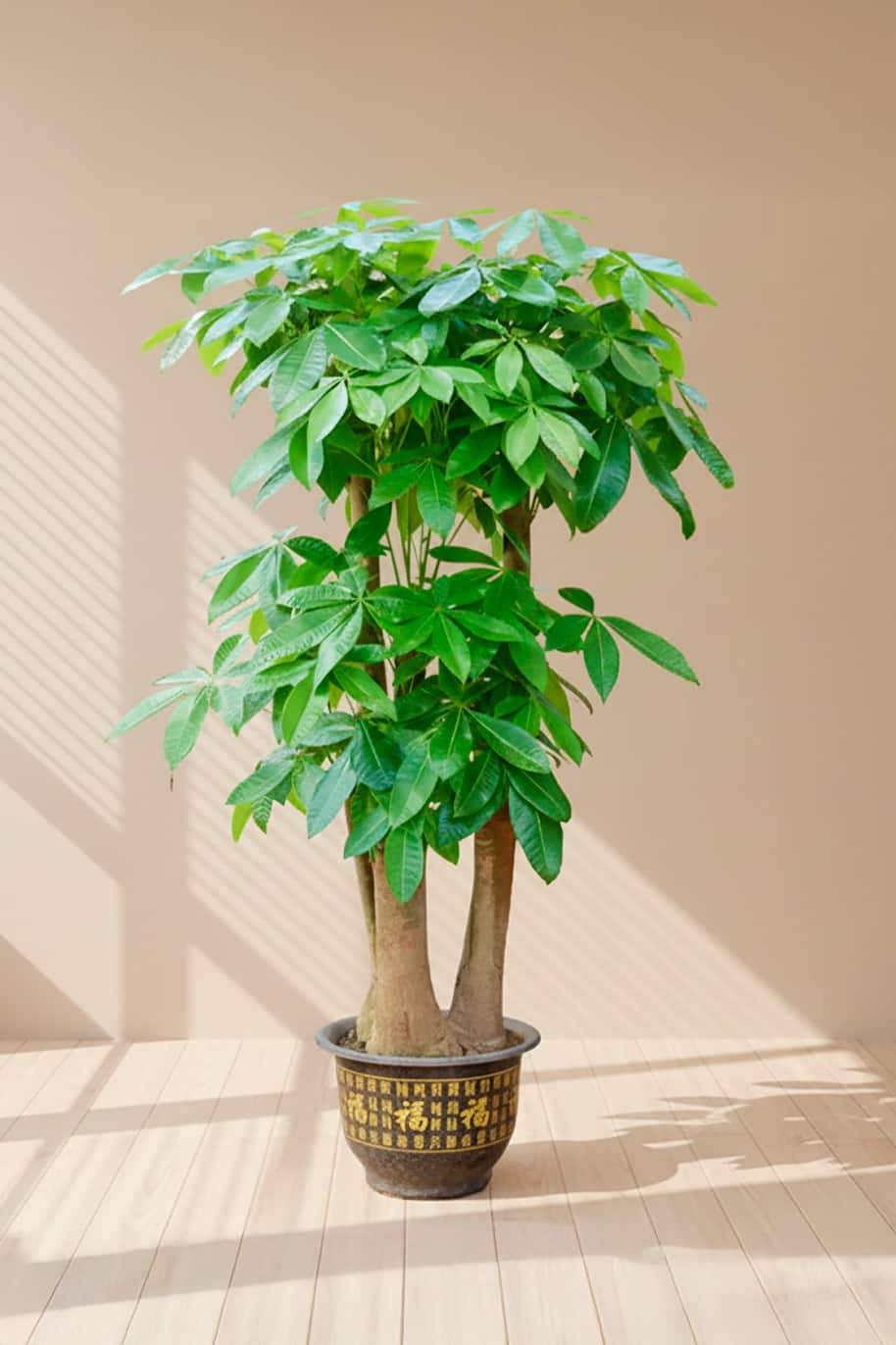 Giant Multi Pachira