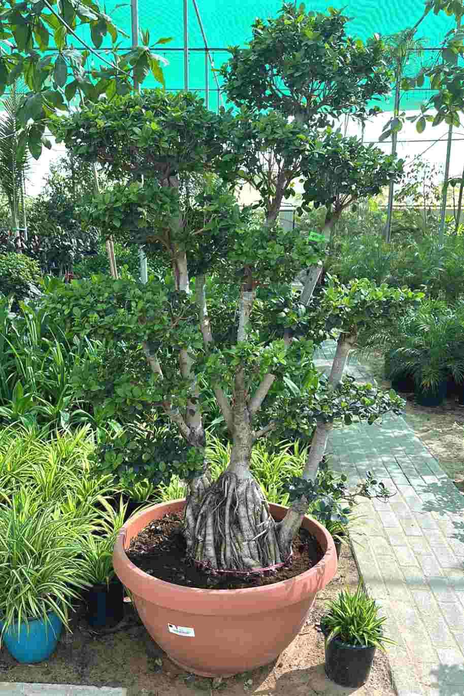 Giant Multi Trunk Ficus Bonsai