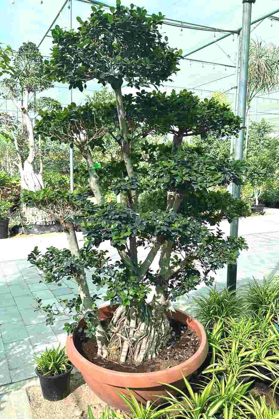 Giant Multi Trunk Ficus Bonsai