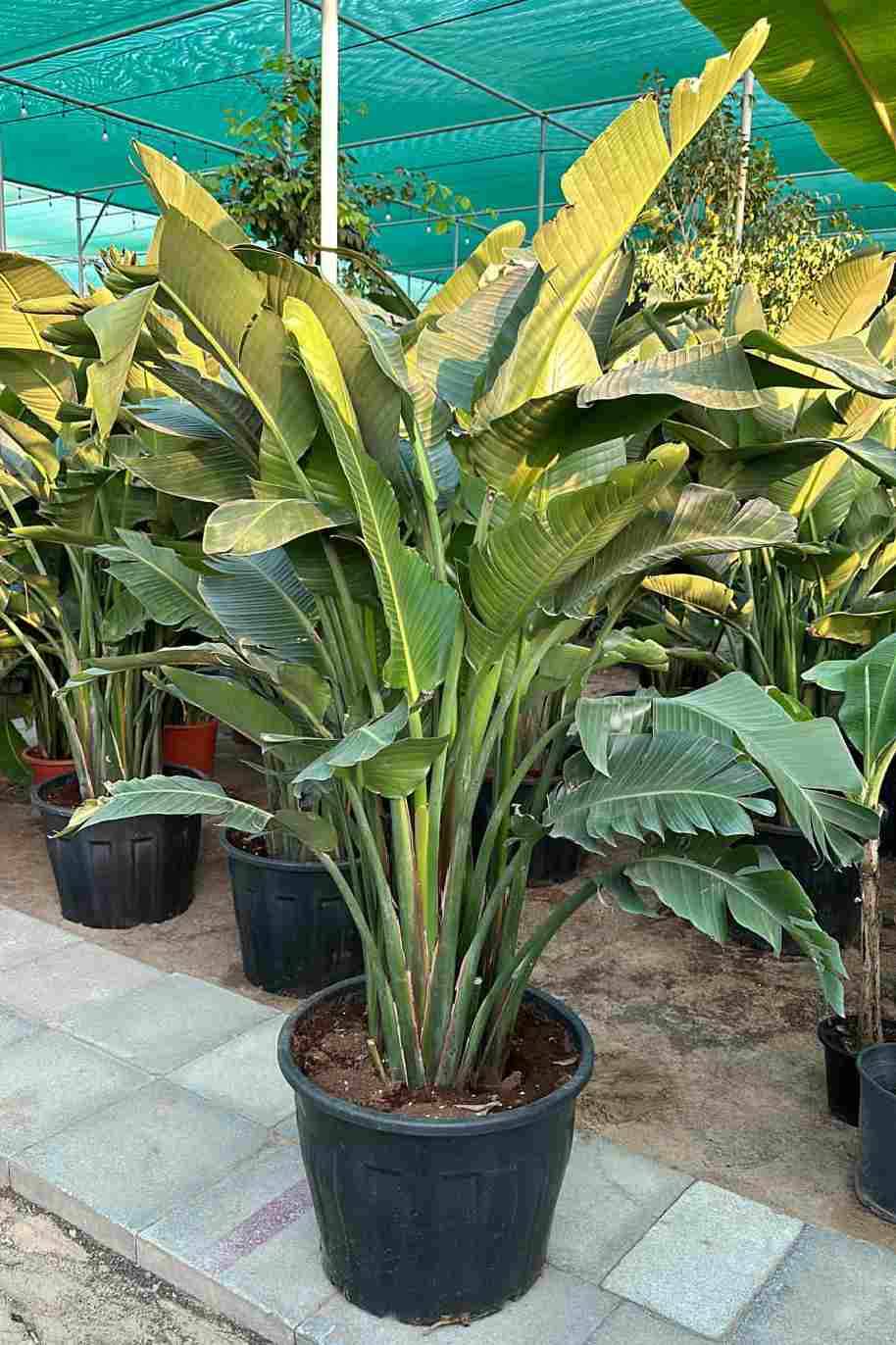 Giant White Bird of Paradise China - Strelitzia Nicolai China - image 2