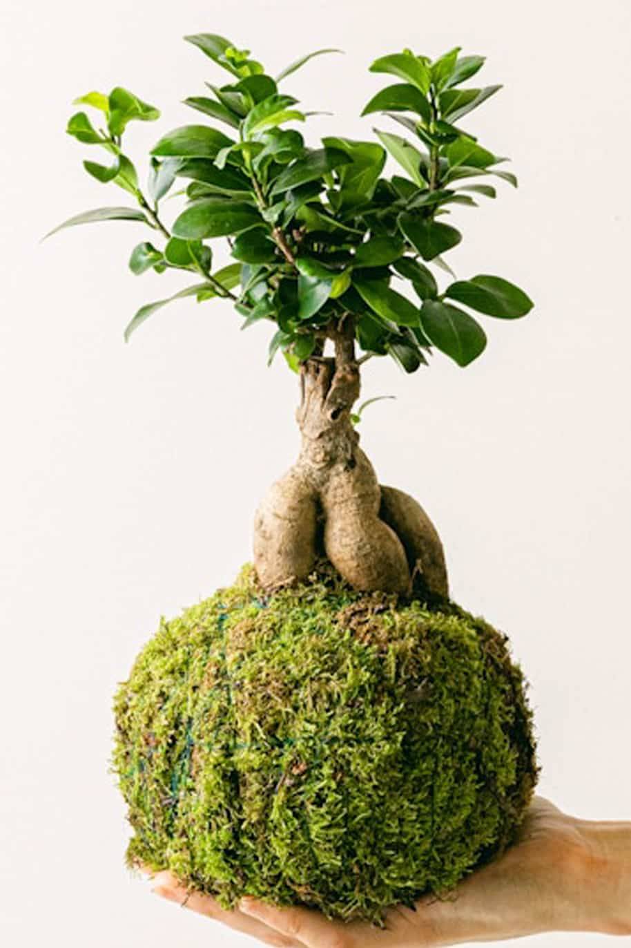PS Kokedama