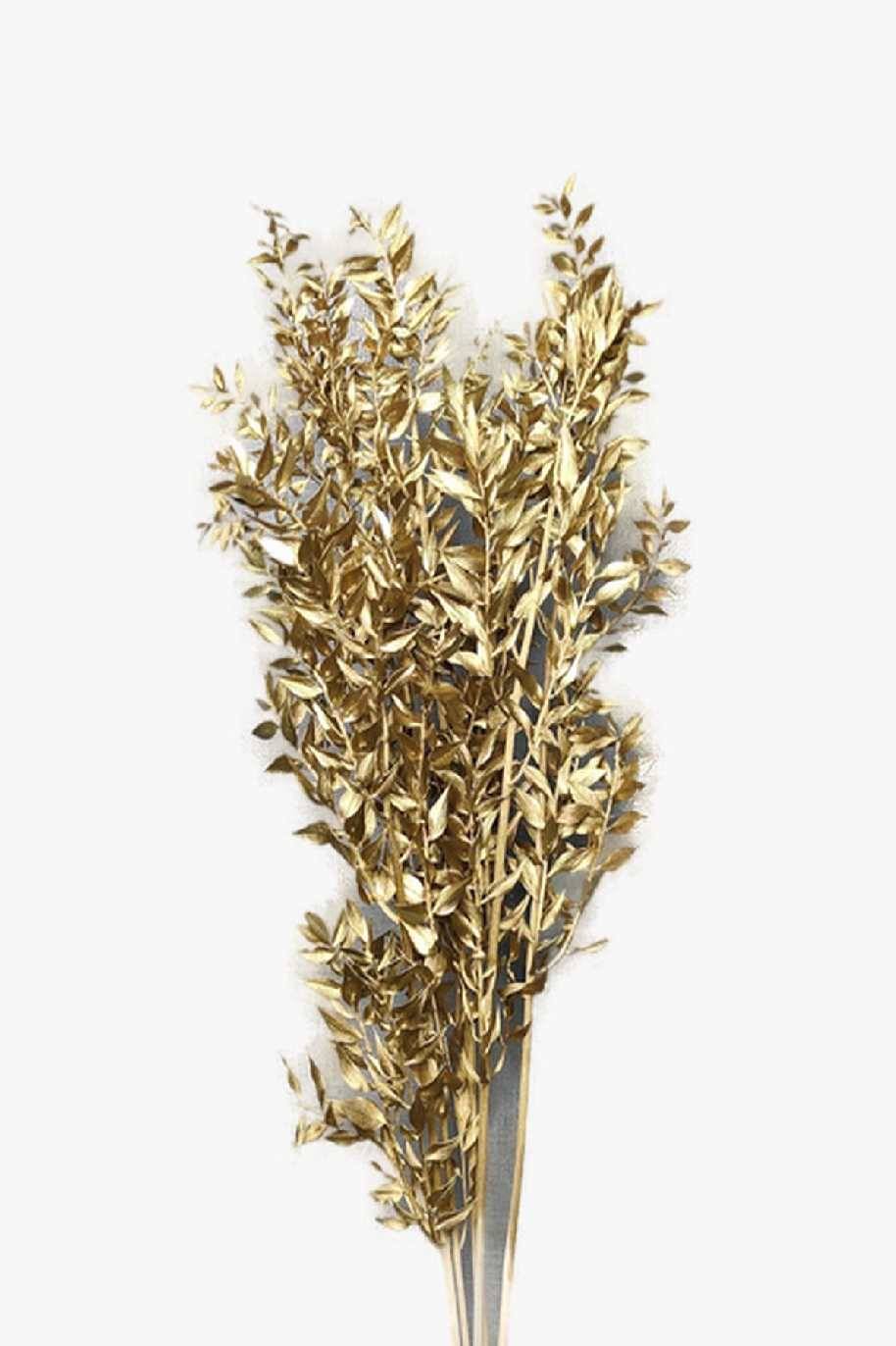 Gold Dried Ruscus