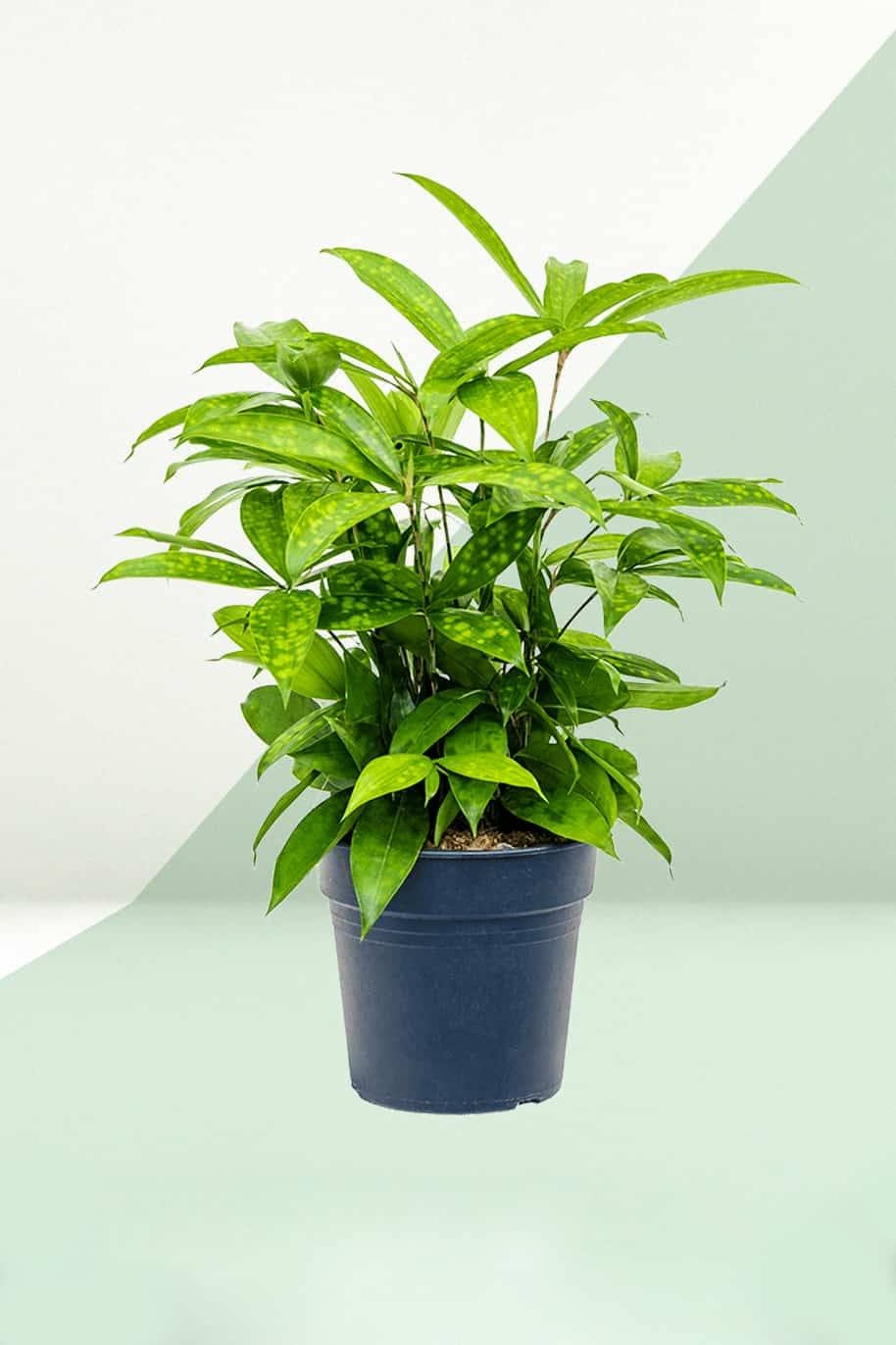 Gold Dust Dracaena
