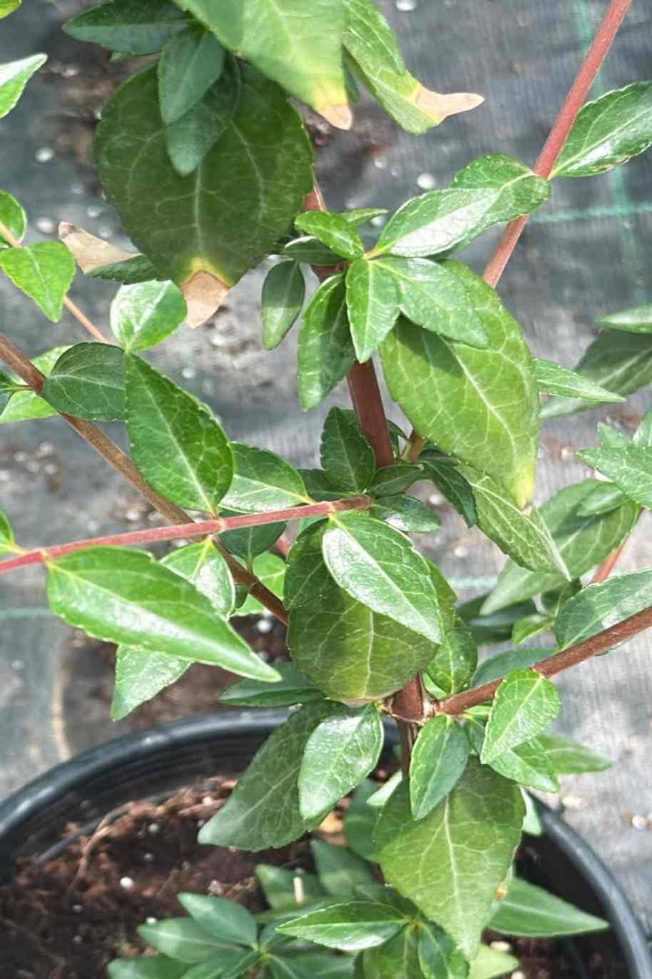 Golden Abelia