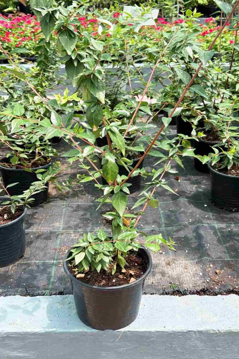 Golden Abelia