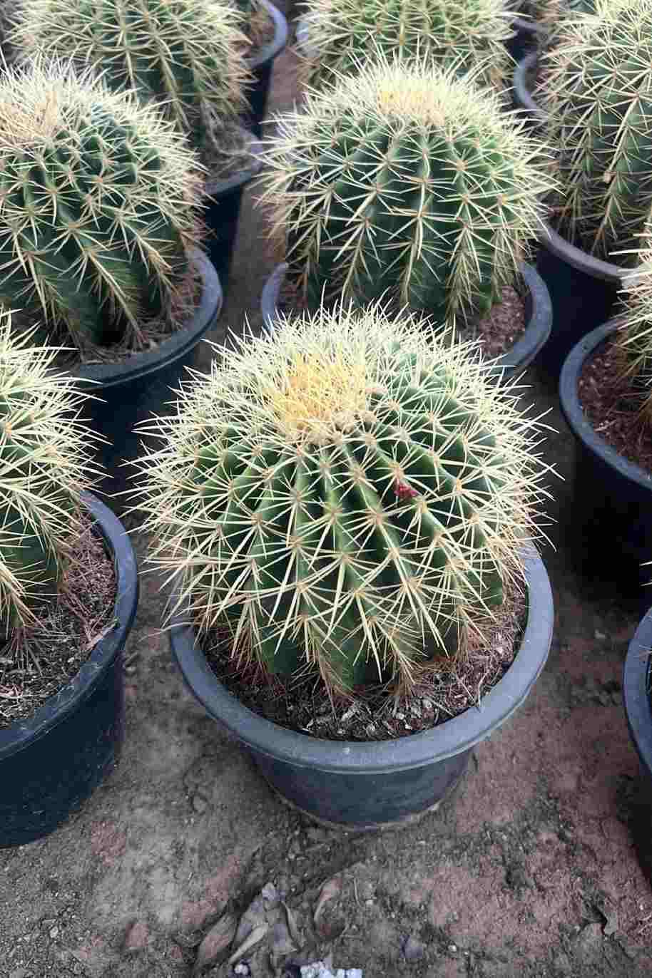 Golden Barrel Cactus Outdoor
