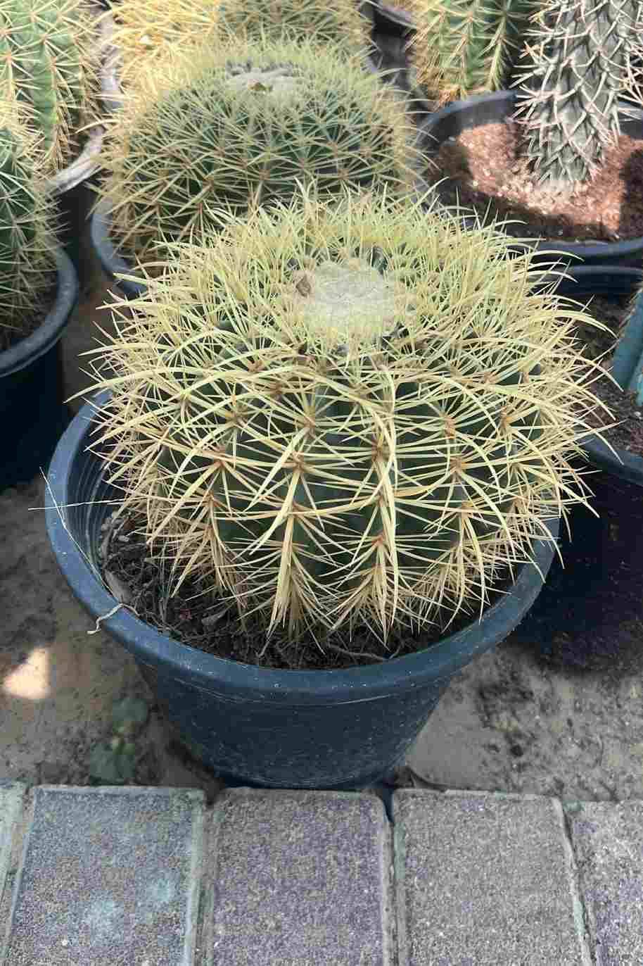 Golden Barrel Cactus Outdoor