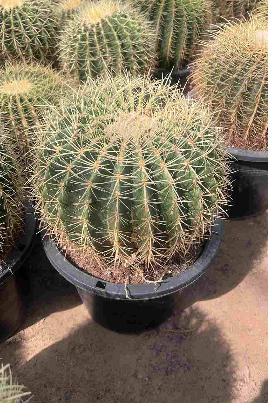 Golden Barrel Cactus Outdoor