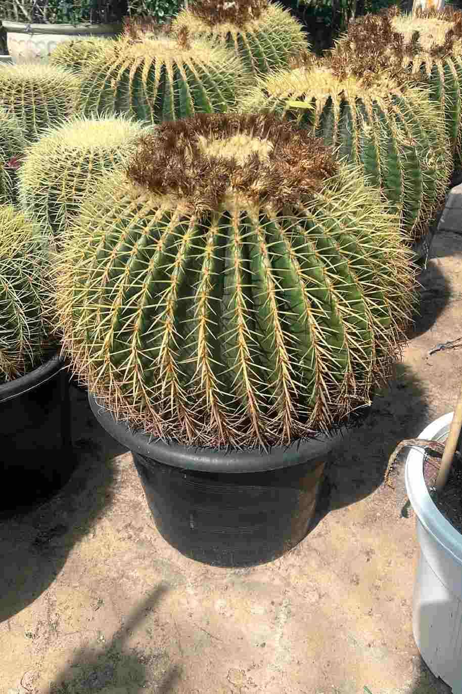 Golden Barrel Cactus Outdoor