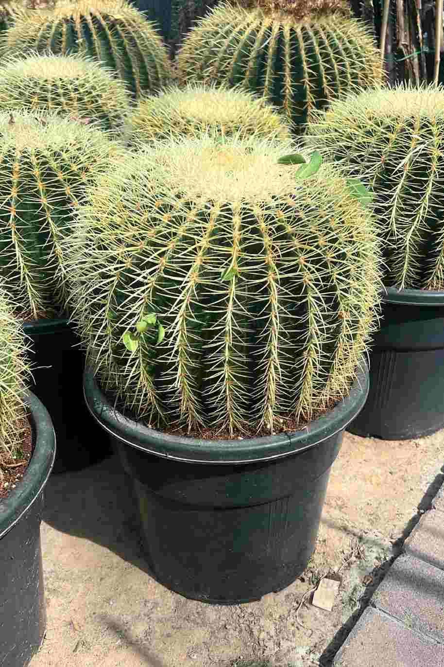 Golden Barrel Cactus Outdoor