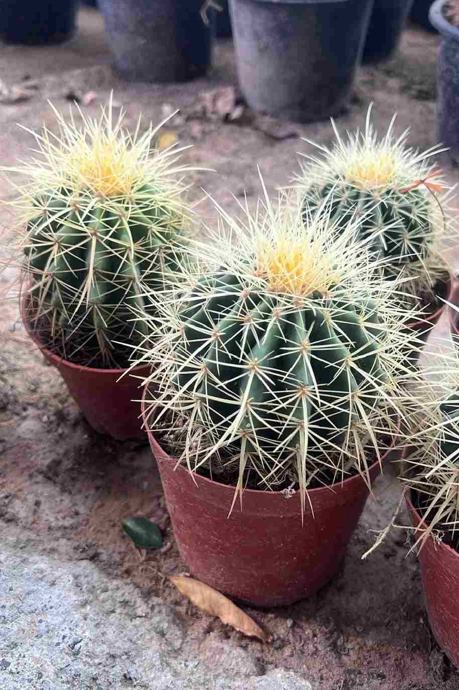 Echinocactus Grusonii (Outdoor)