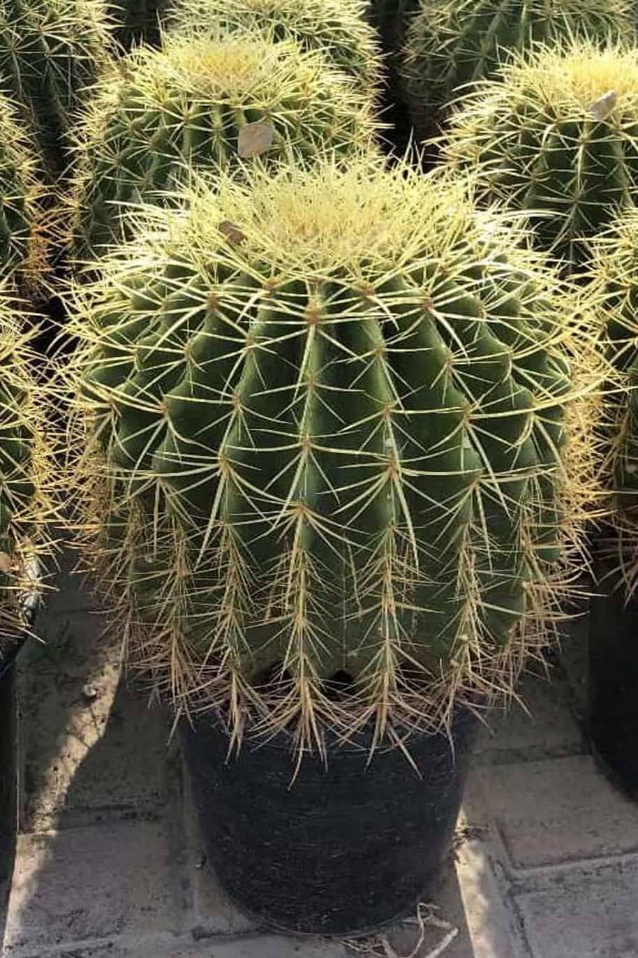 Golden Barrel Cactus Outdoor