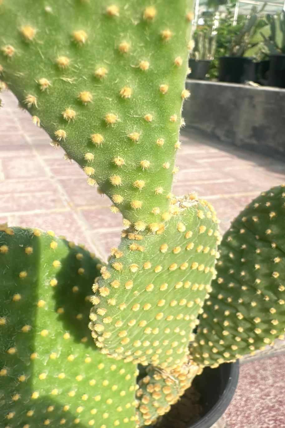 Opuntia Cactus