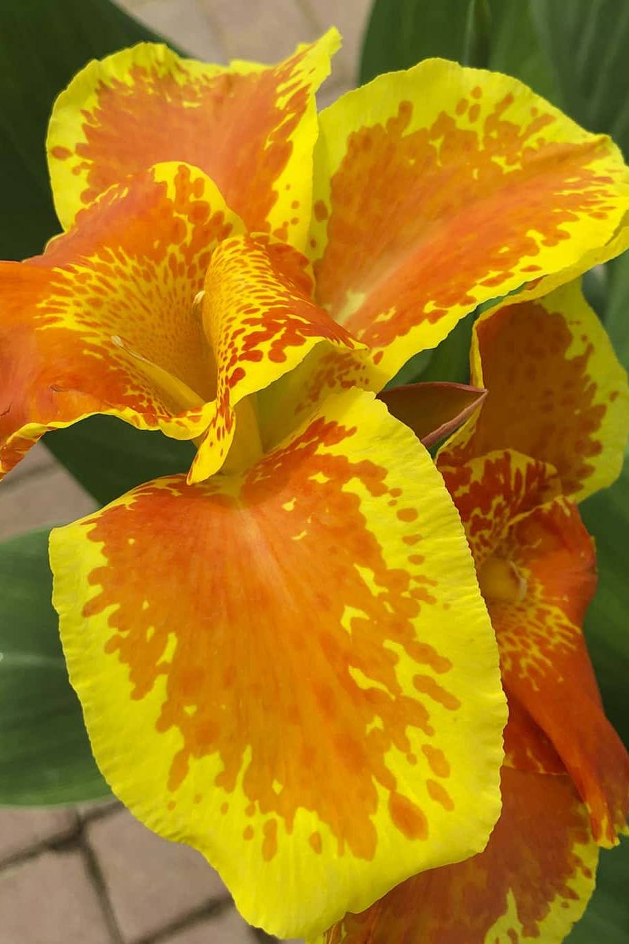 Golden Canna Water Plant