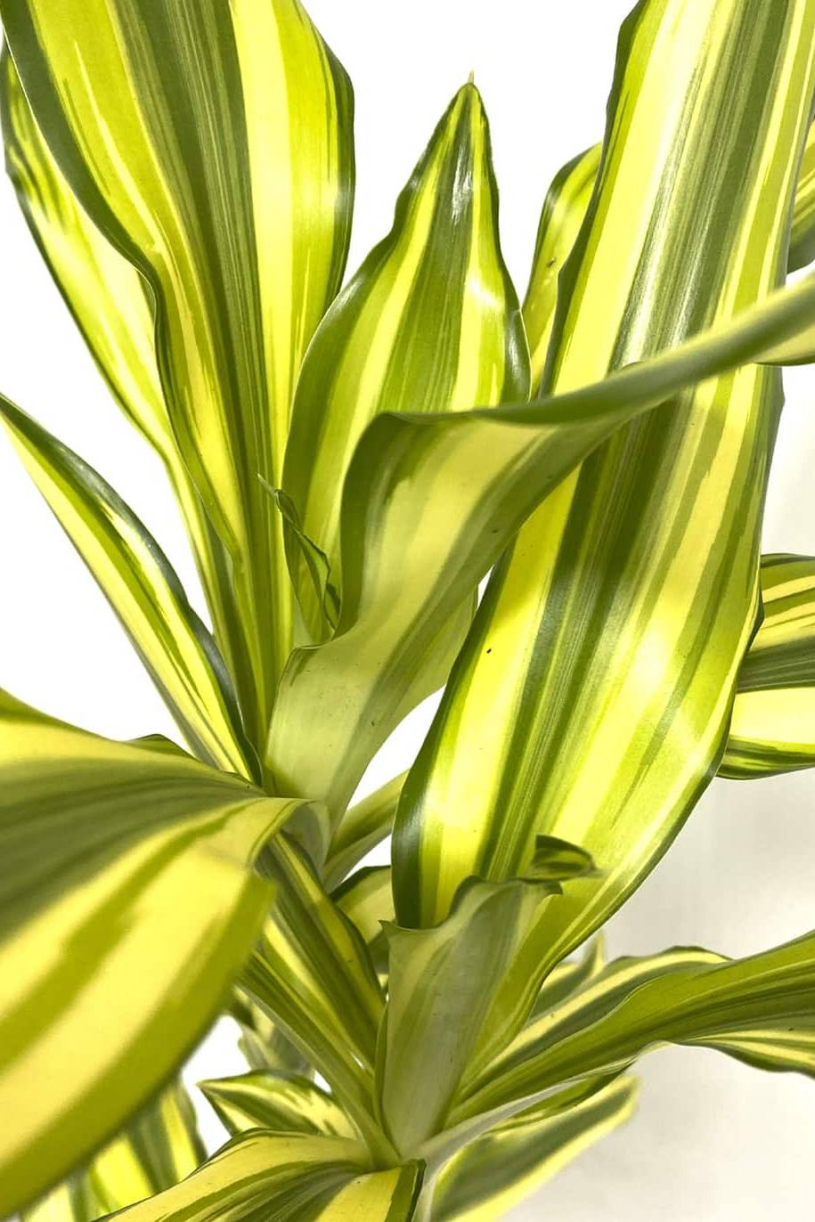 Cornstalk Dracaena