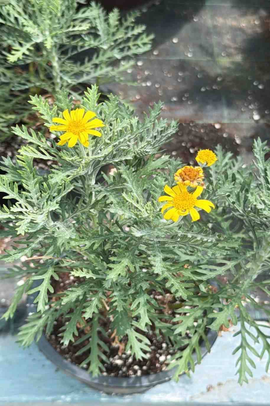 Golden Daisy Bush