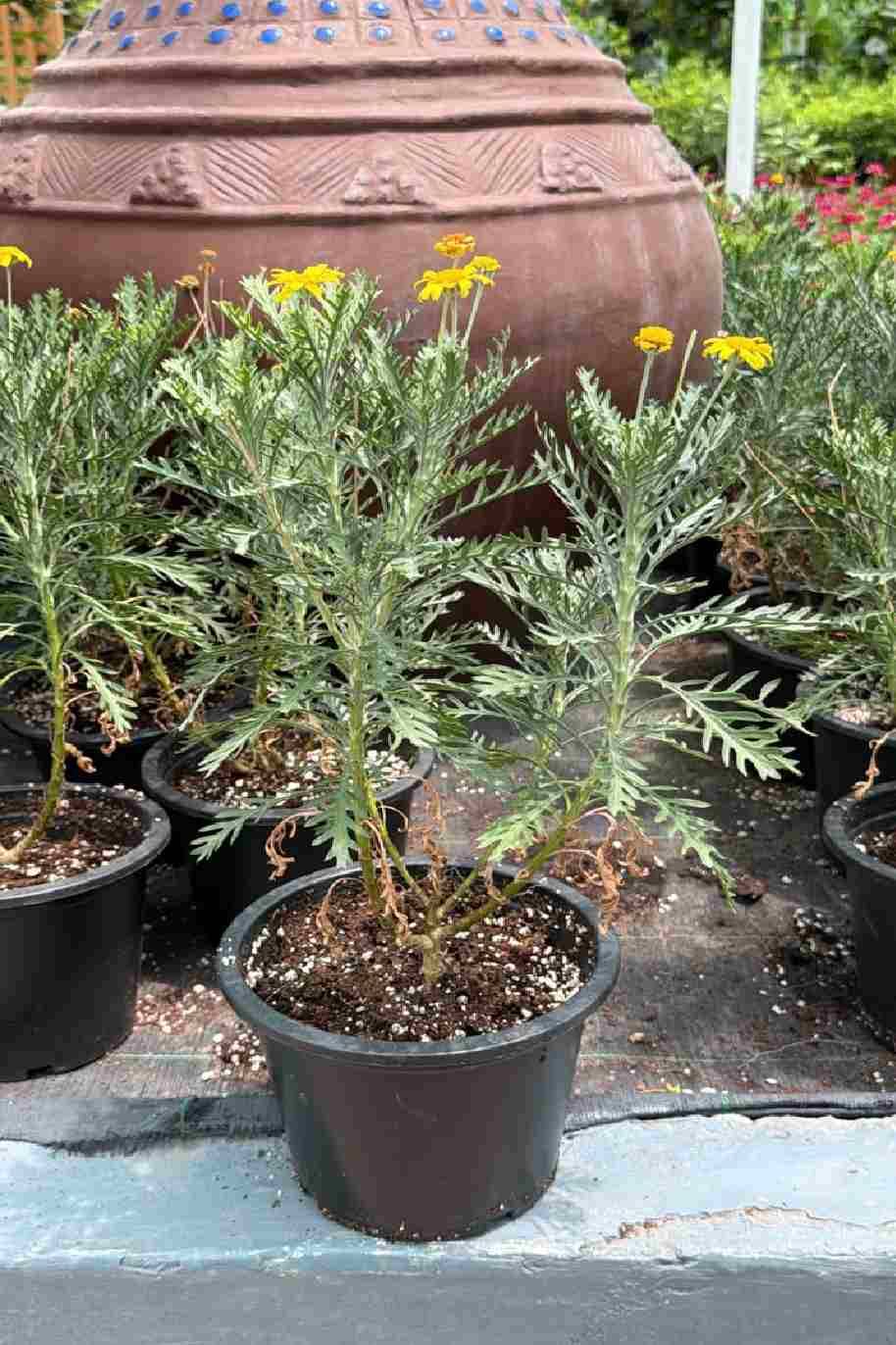 Golden Daisy Bush