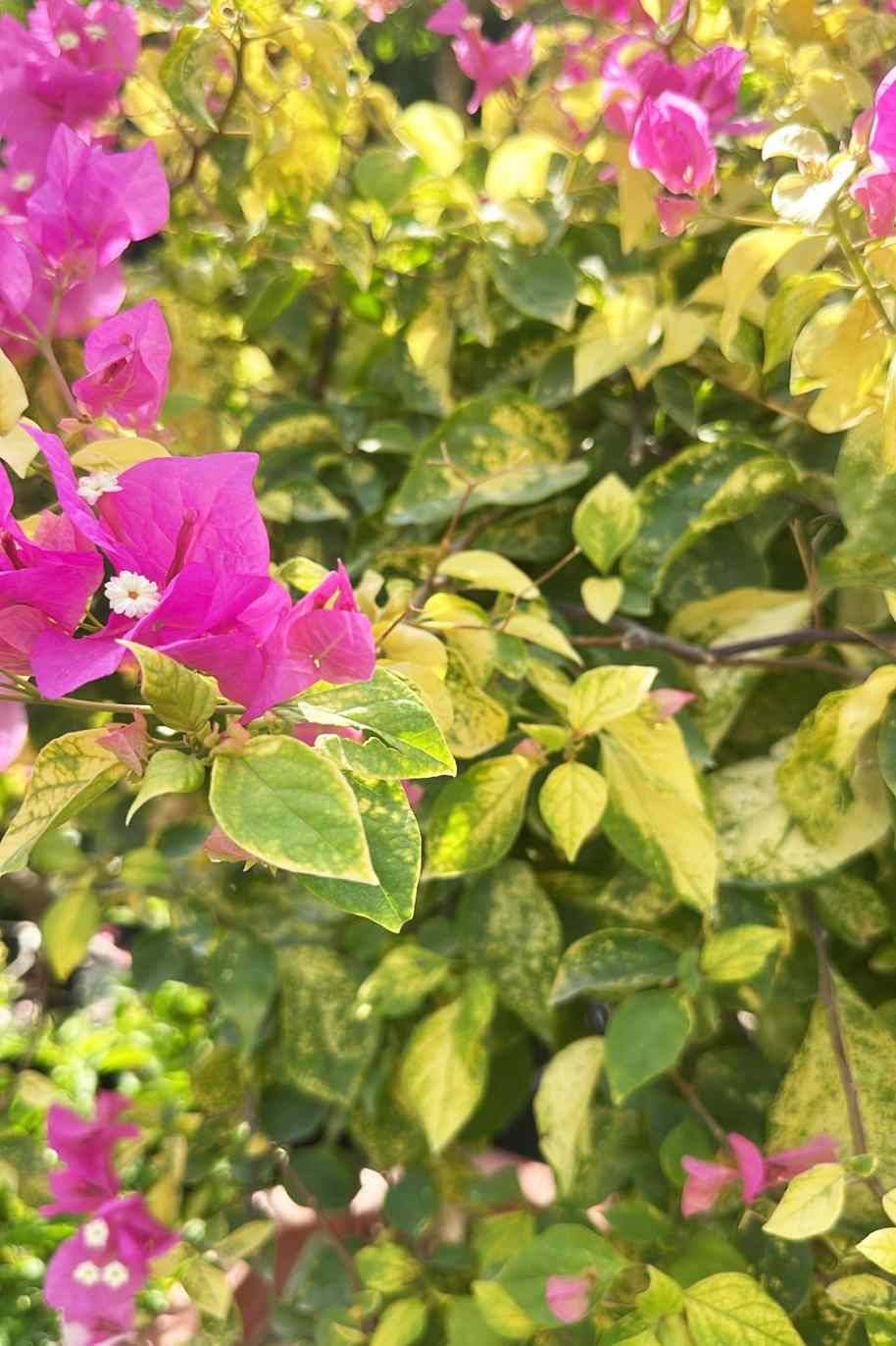 Bougainvillea Golden 