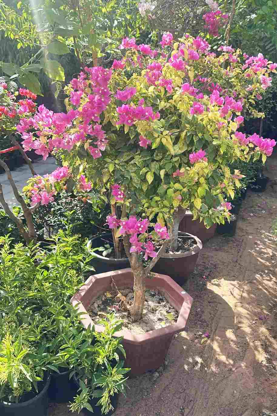 Golden Pedro Bambino Bougainvillea