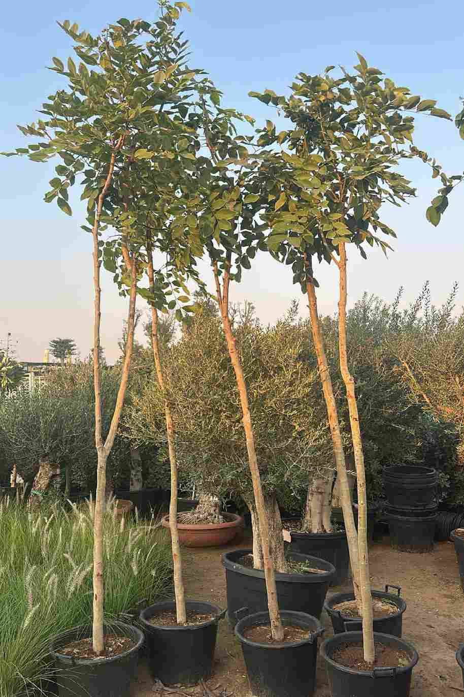 Golden Shower Tree - Cassia Fistula - image 5