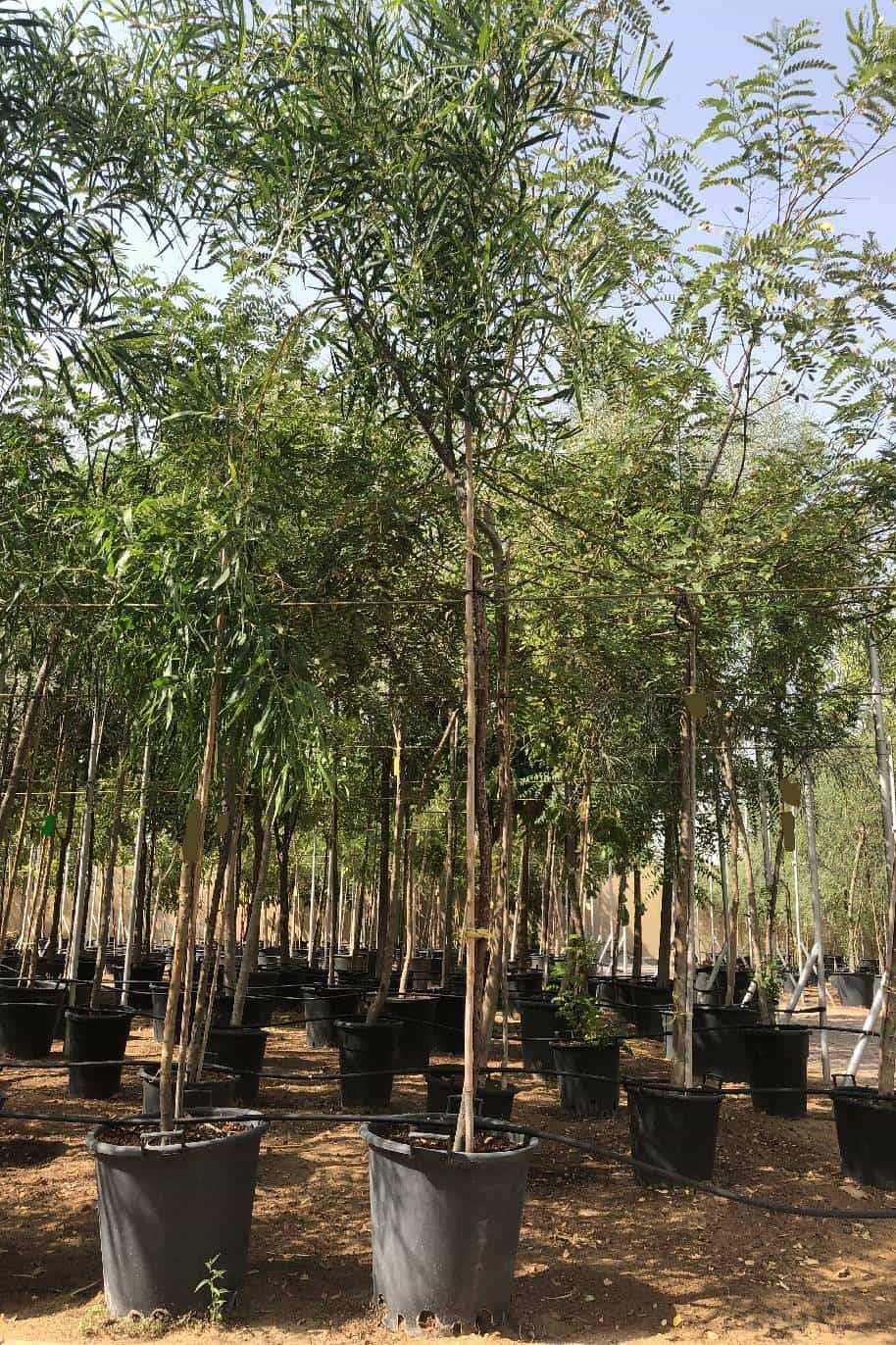 Acacia saligna
